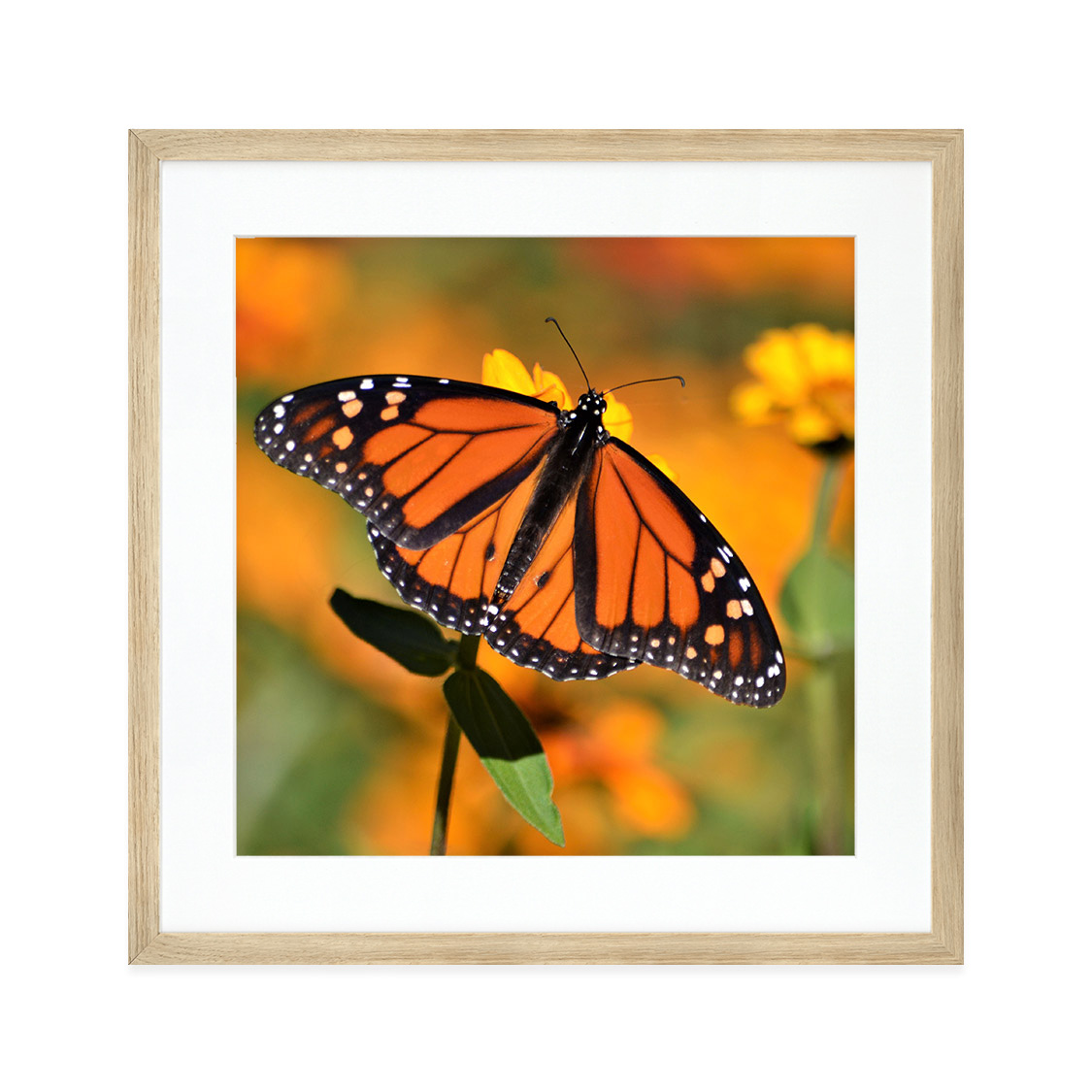 chester frame - oak