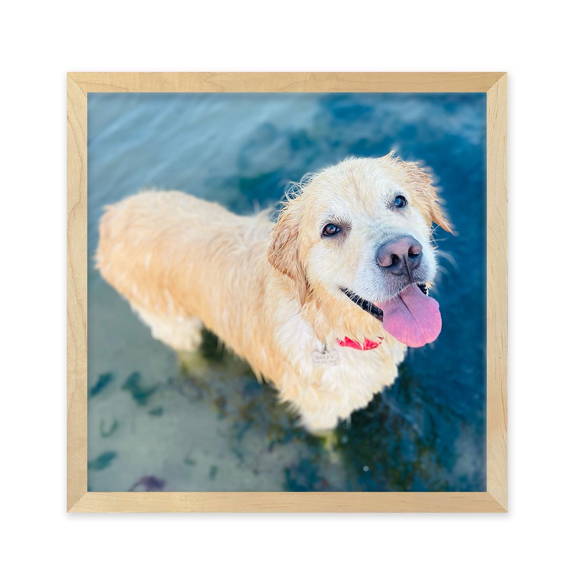 koi frame - maple hardwood