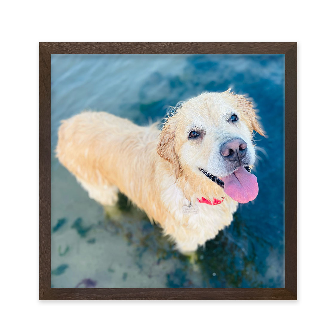 koi frame - walnut hardwood